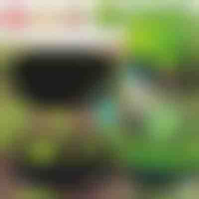 Giardino ecologico per le tue piante | PLANTIE